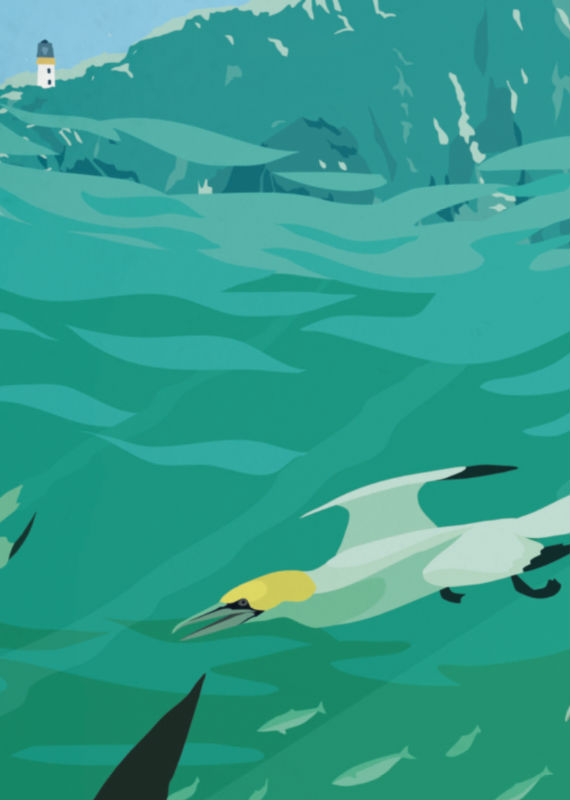 Diving Gannets Detail