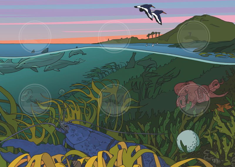 Underwater Scene, North Berwick - Image 3